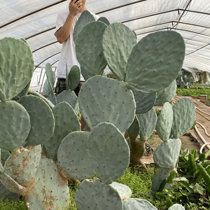 花龙园艺 仙人镜 超大型仙人掌 几米高 单片20cm 阳台造景仙人柱