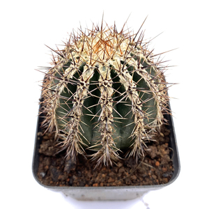 花龙园艺 西瓜球 白条丸 仙人球 尤博球属 多肉植物