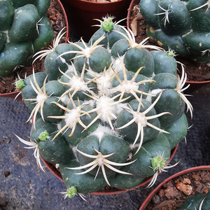 花龙园艺 巨型象牙玉 巨象仙人球母本 基地直供 多肉植物