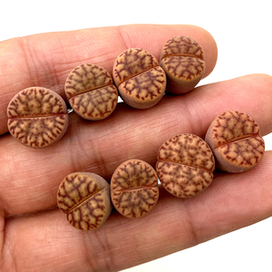 花龙园艺 c348柘榴玉 橘红体色优选 纯种编号 生石花 多肉植物