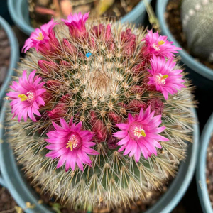 花龙园艺 红刺猩猩丸 仙人球系列 开花仙人球 多肉植物 基地直供