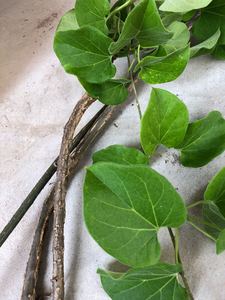 380人付款淘宝梦椿多头群生梦春多肉植物组合盆栽办公室绿植创意花卉