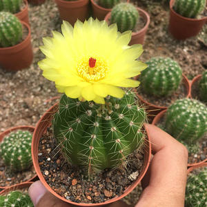 玻璃球 仙人球多肉盆栽 办公桌面植物 防辐射吸甲醛净化空气