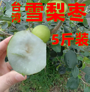正宗台湾雪梨新鲜当季枣大枣鲜枣脆蜜枣香甘甜贵妃枣净重5斤包邮