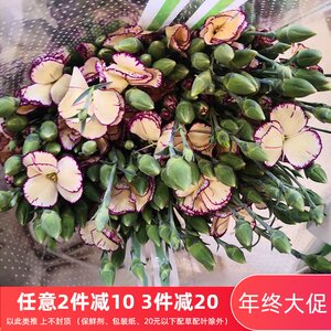 国产优质蝴蝶多头康乃馨 鲜花鲜切花送人自用家庭diy插花上海直批