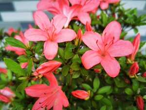 皋月杜鹃赤晃山