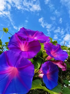 美国进口巨型宿根蓝紫变色大花牵牛花苗爬藤阳台庭院拱门多年生