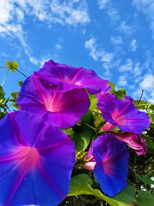 美国进口巨型宿根蓝紫变色大花牵牛花苗爬藤阳台庭院拱门多年生