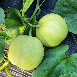 【24小发货】钻石甜王瓜种子日甜宝香瓜mws种籽时冰糖王甜瓜籽薄