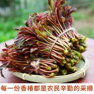 430人付款淘宝2022香椿芽新鲜头茬野生红油现摘露天山
