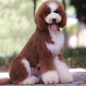 巨贵犬幼犬纯种大型泰迪犬宠物狗狗活体灰红白花色巨贵巨型贵宾犬