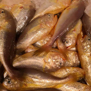 2021新品2021舟山海鲜野生梅童鱼8条/斤新鲜 梅鱼 子梅鱼大头鱼当