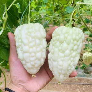 台湾白玉苦瓜