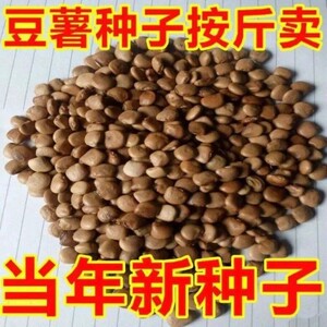 843人付款天猫牧马山地瓜种子早熟沙葛凉薯土瓜种籽春夏播高产大田四