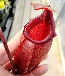 新品马来王u交惊奇猪笼草食虫植物低地高地品种非常可爱漂亮的笼