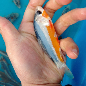 纯种日本锦鲤活体鱼蓝色锦鲤蓝/红秋翠锦鲤巨型无赘x麟鬼鳞齐金鱼