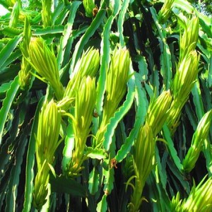 霸王花苗仙人掌科多肉植物假昙花仙人科多肉火龙果苗量天尺剑花苗