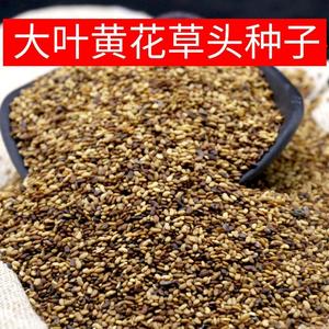 农乐种业温岭黄花大叶草头种子金花菜种籽上海草头籽黄花苜蓿散装