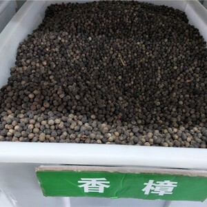 香樟种子樟树籽小叶香樟种子大叶香樟种子油樟樟油树种子包邮