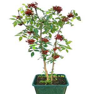 一一送花椒树南方北方种植大fvt红袍苗花买椒苗四川麻椒当年结果