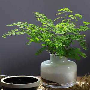 水培植物铁线蕨水养花室内办公室办公桌蕨类盆栽观叶桌面盆景绿