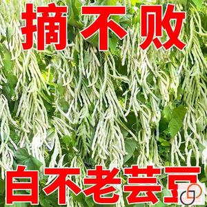 摘不败九粒白芸豆种子原装山东老来少扁豆四季豆高产蔬菜种子大全