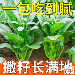 【割完又长】四季菜心种子盆栽四九甜菜心种子广州青菜籽蔬菜种子