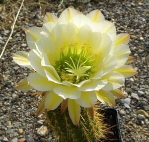 毛花柱 六月午, 同飞碟 飞龙 荣耀 粉色条纹 仙女 曙光 蕾丝边