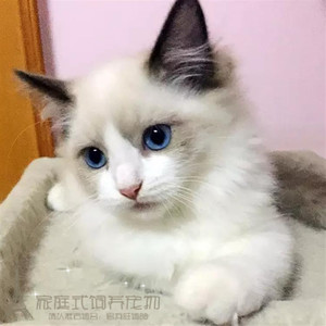 纯种蓝眼布偶猫活体海豹双色满背蓝双奶油色幼崽猫咪宠物猫出售p