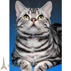 美短美国短毛猫美短标准花纹黑白灰白斑马纹幼猫小猫活体出售p