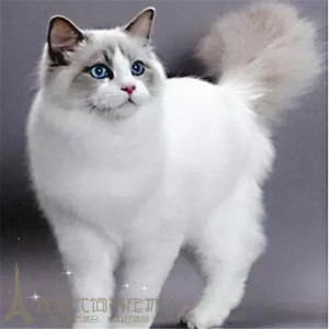 赛级宠物活体纯种双色奶油色海豹色蓝双布偶蓝眼山猫布偶猫幼猫p