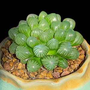 水晶掌盆栽玉露樱多肉植物室内肉肉花卉绿植稀有品种精品雨露大颗