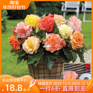 23年现货 进口球根海棠种球直立型-桑巴舞 绿园花开 夫妻海棠种球