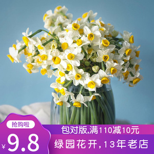 稀有水仙王 绿园花开 水仙花种球 漳州水仙种球水养植物室内水培