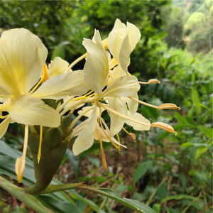 9元3球 白色姜花裸根 红姜花野姜花苗 黄姜花超级香根苗