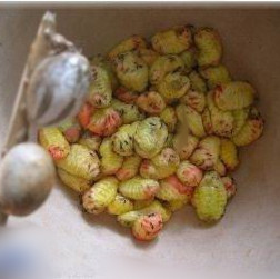 000人付款淘宝杨拉罐刺蛾子洋辣子罐蛋蜜袋坦克虫羊喇活体美味昆虫