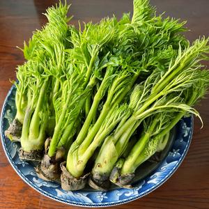 东北野生刺嫩芽新鲜山野菜刺老芽山菜刺龙芽一斤装顺丰包邮