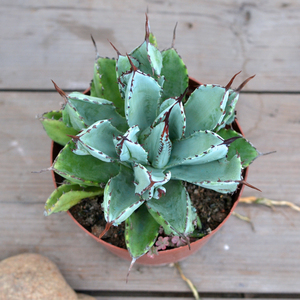 龙舌兰植物贝壳龙