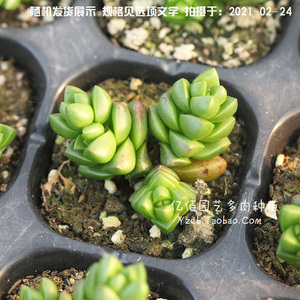 寿无限多肉植物