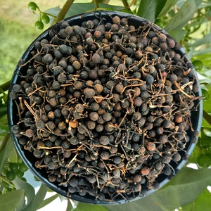 木姜子贵州特产野生