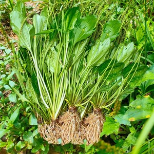 贵州深山蛤蟆菜新鲜野生车前草农家现采发整颗带根食用车前子包邮