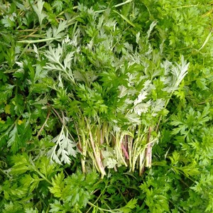 现采野蒿菜黔东南特产新鲜野菜苦蒿青蒿清明社饭食材特惠热销包邮