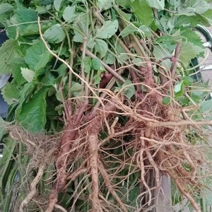 新鲜现采鲜活倒扣草 生土牛膝 牛七 湿牛漆草 全草带根500g包邮