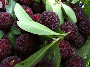 鹿喵村零食cool淘宝【99元任选】三只松鼠杨梅干 果干云果园蜜饯