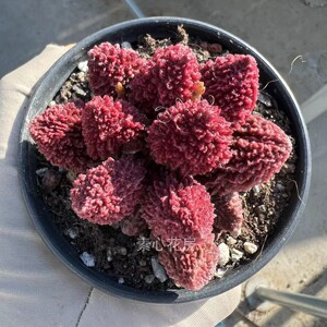 多肉植物 水泡 大疣 朱紫玉 红色系 小群生 一物一拍
