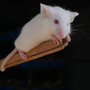 920人付款淘宝鼠笼小白鼠大鼠宠物小鼠基础笼饲养盒大白鼠仓鼠笼笼子