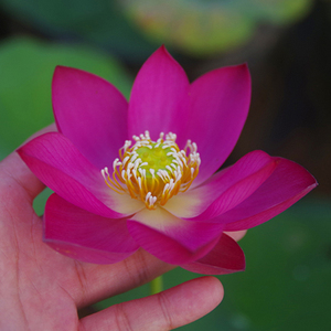 小微型荷花迷你水生水培植物盆栽荷花荷影容膝斋碗莲…特大壮藕