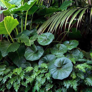 大叶吴风草盆栽四季常绿耐阴好养耐热耐寒庭院观叶多年生花镜植物