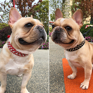 铆钉项圈狗法斗