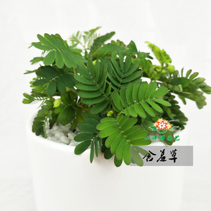 含羞草 迷你小植物 知羞草 怕羞草 神奇植物会动植物 非种子 盆栽